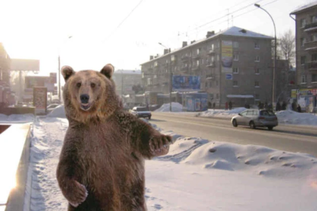 А вы понимаете по-сибирски?