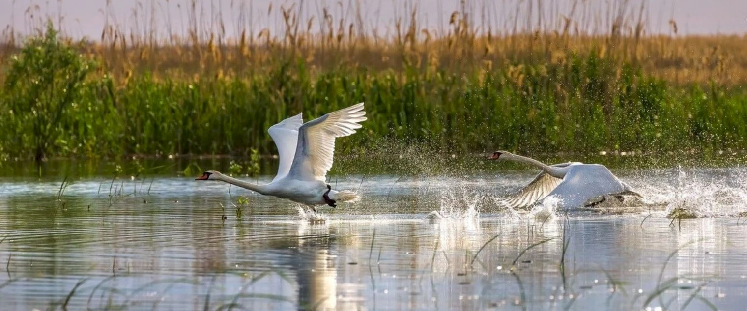 Какие птицы водятся на Дону